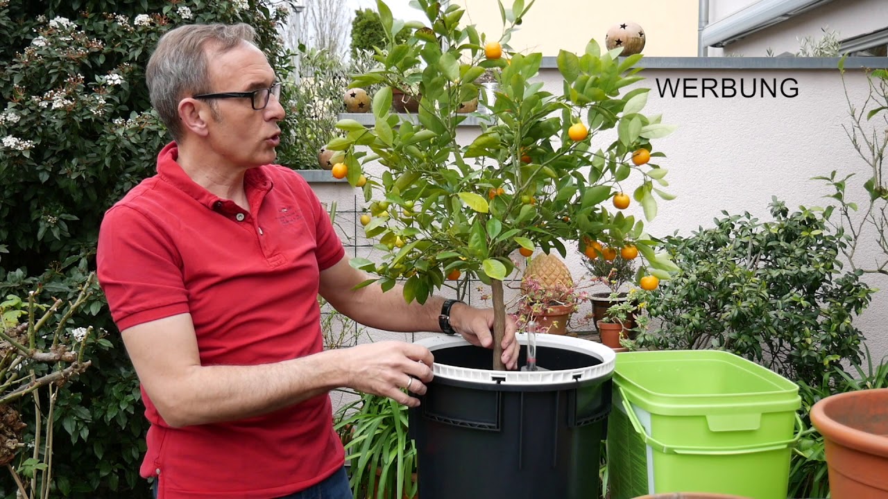 Mandarinenbaum umtopfen - in ein Lechuza-Pflanzgefäß