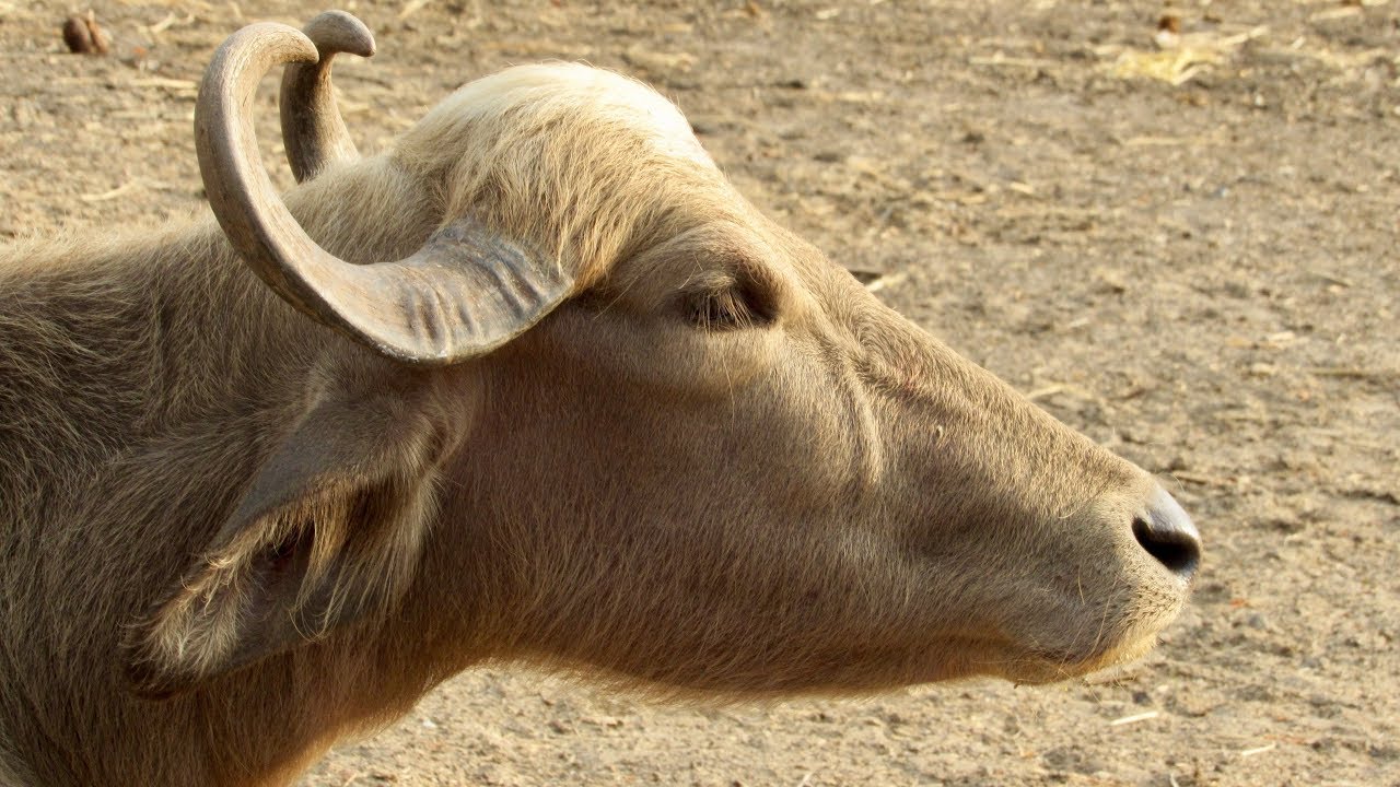 Water Buffalo (albino calf!)