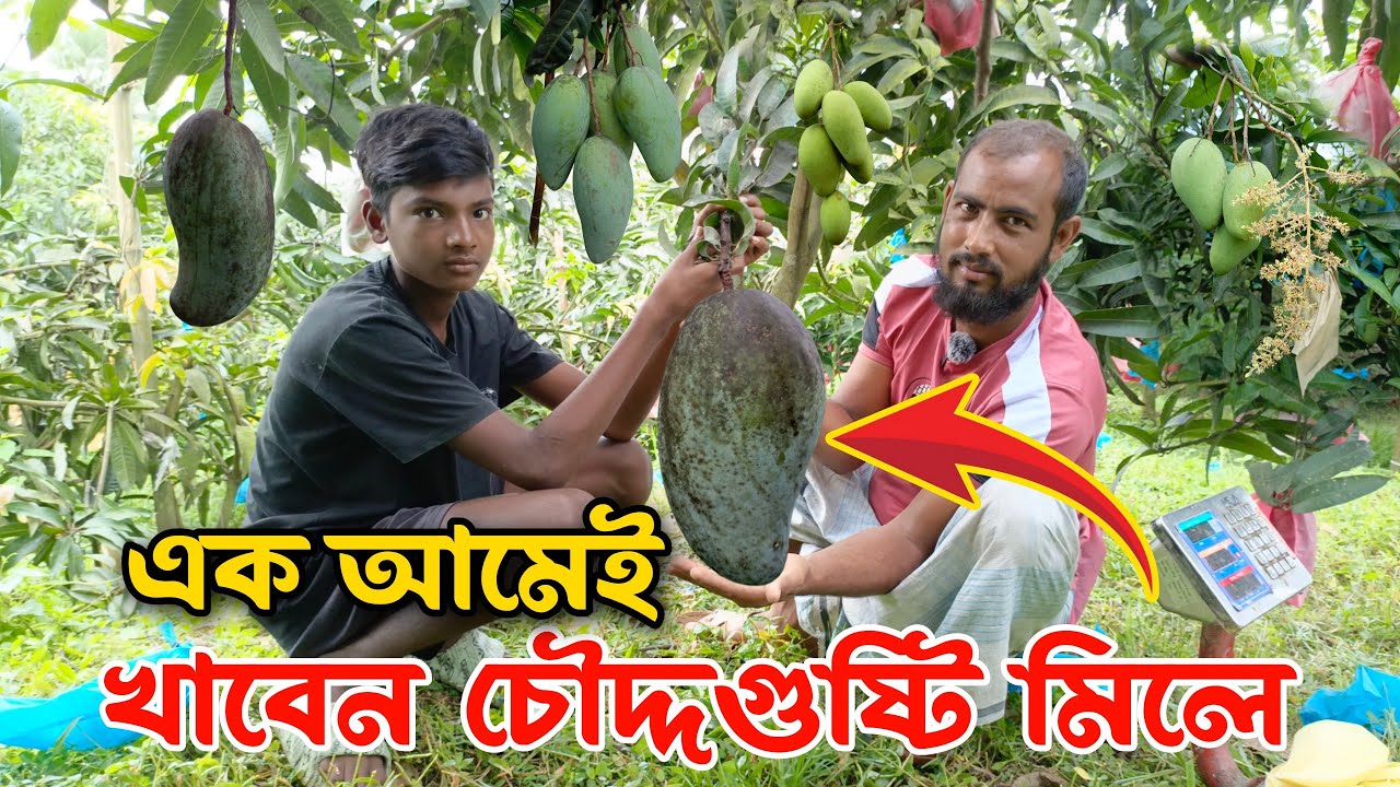 তাইওয়ান গ্রীন আমের বাম্পার ফলন  |বড় সাইজের আম | taiwan mango big size | Sobuj Fruits Garden