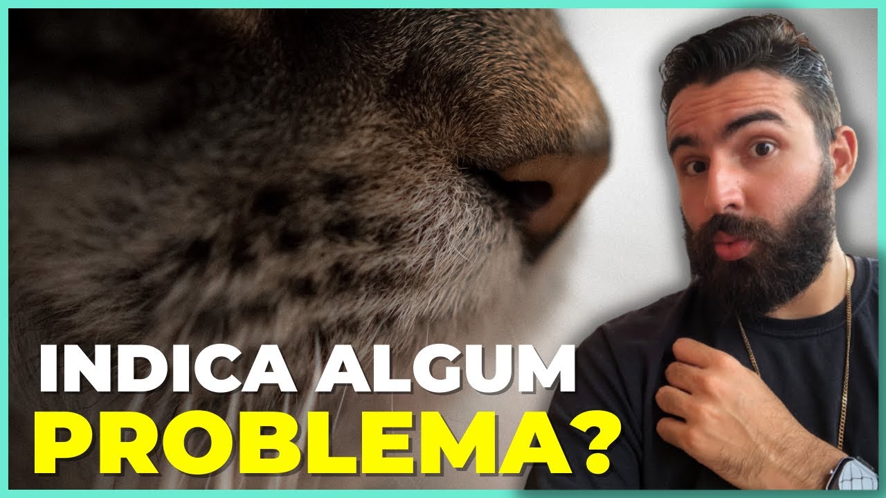 É ISSO Que Faz Com Que o Nariz De Um Gato Mude De Cor!