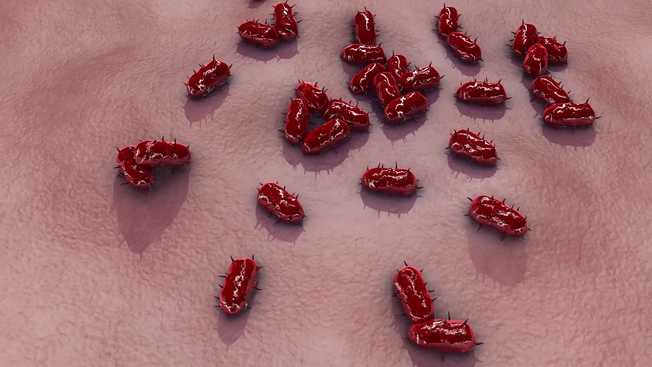 Meningococcal Immunisation for Gold Coast Teens