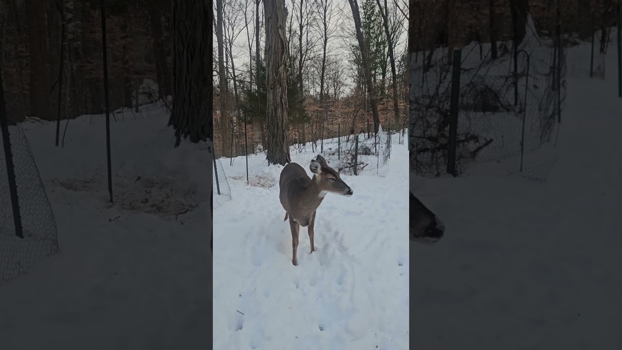 Дикий олень кивает головой в сторону яблочного снежного десерта! 