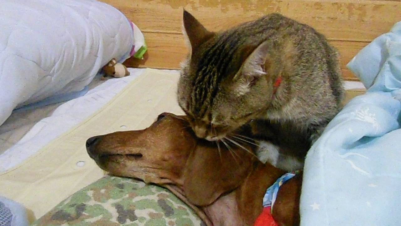 犬の毛づくろい