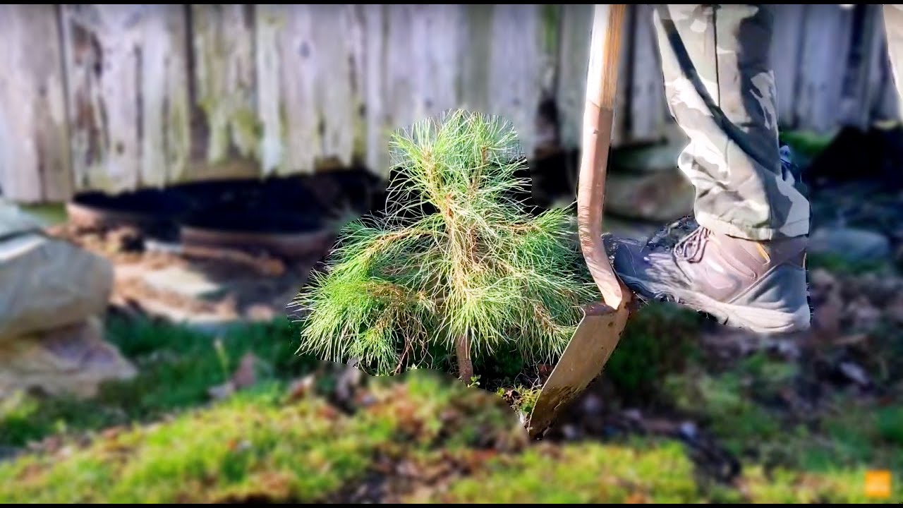YAMADORI BONSAI - COLLECTING PINE TREE