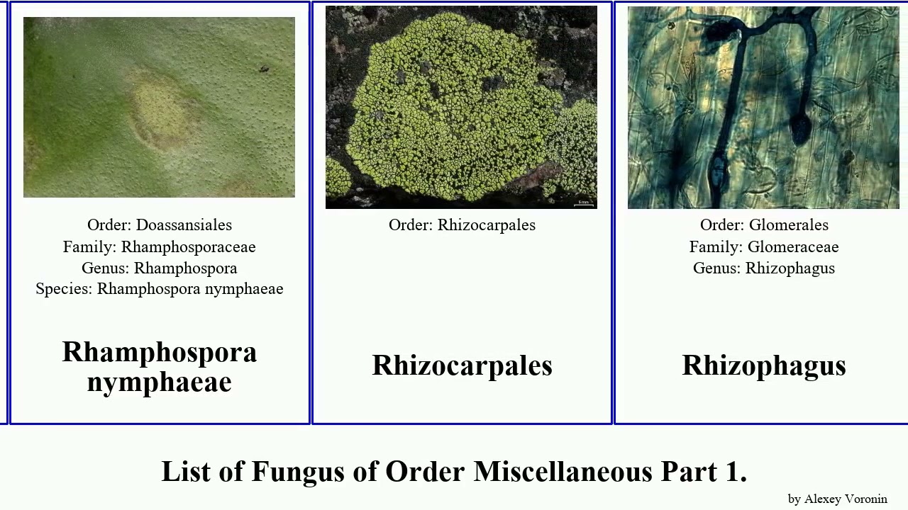 List of Fungus of Order Miscellaneous Part 2. lichen needle indica caries pombe canadensis sebi
