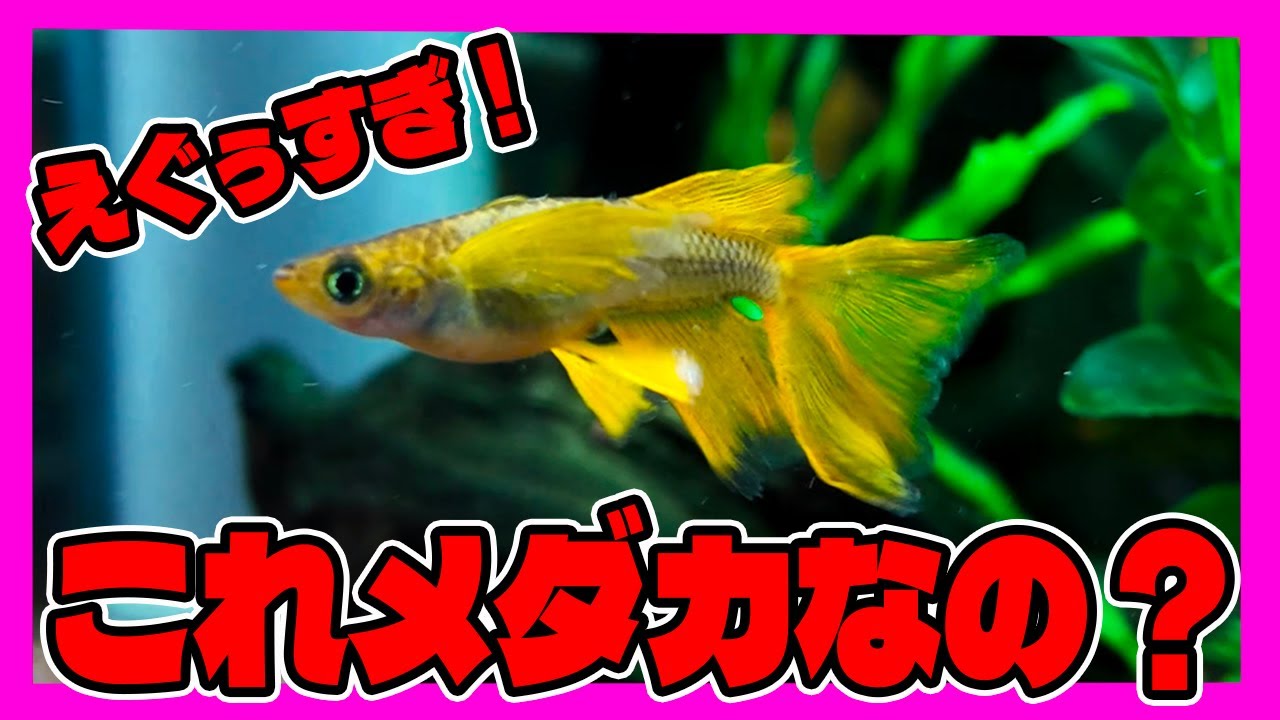 メダカ飼育2ヶ月🔰で出会った凄い個体！なんじゃこりゃ！！