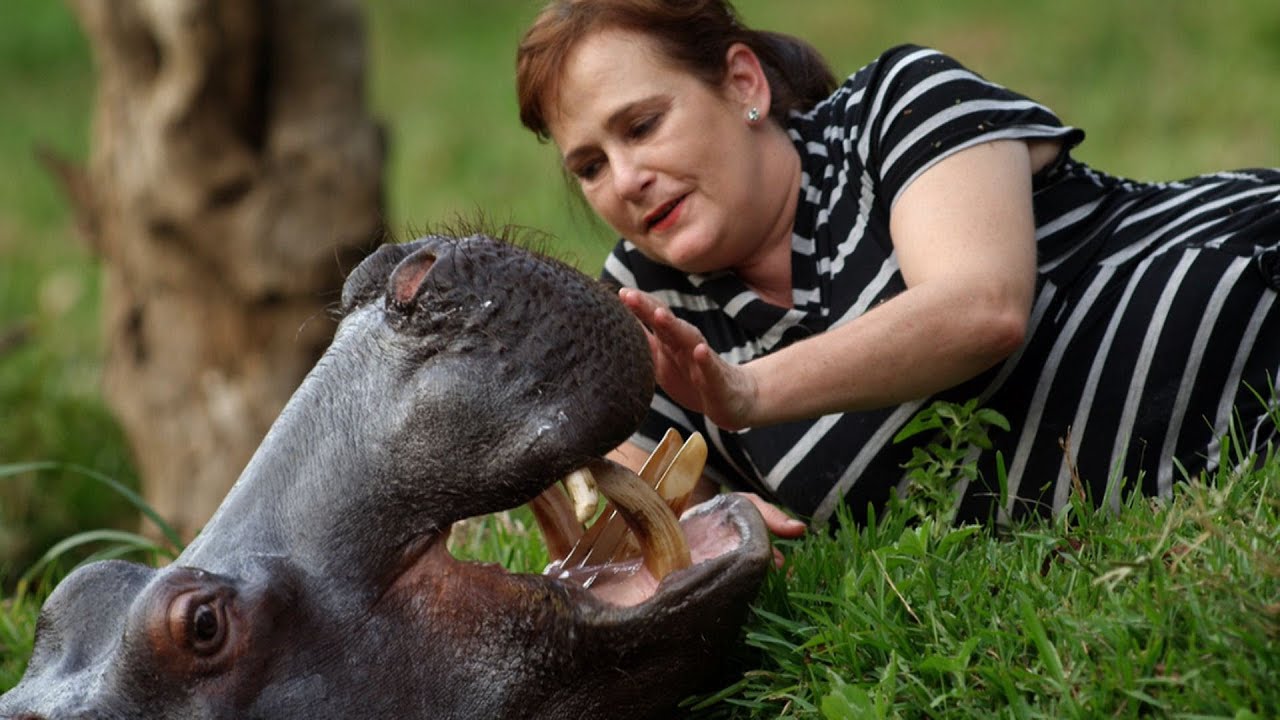 Jessica the Hippo has dinner and a massage - Animal Odd Couple: Episode 2 Preview - BBC