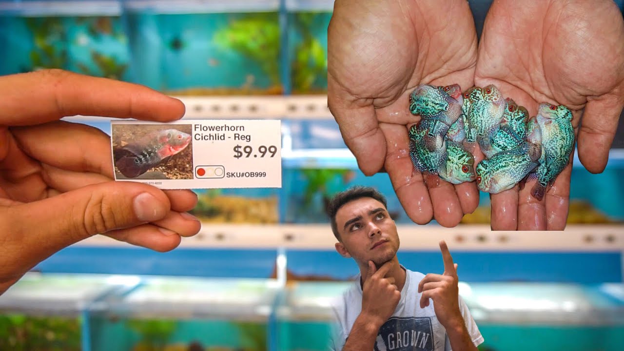 BUYING A VERY EXPENSIVE FISH For CHEAP!