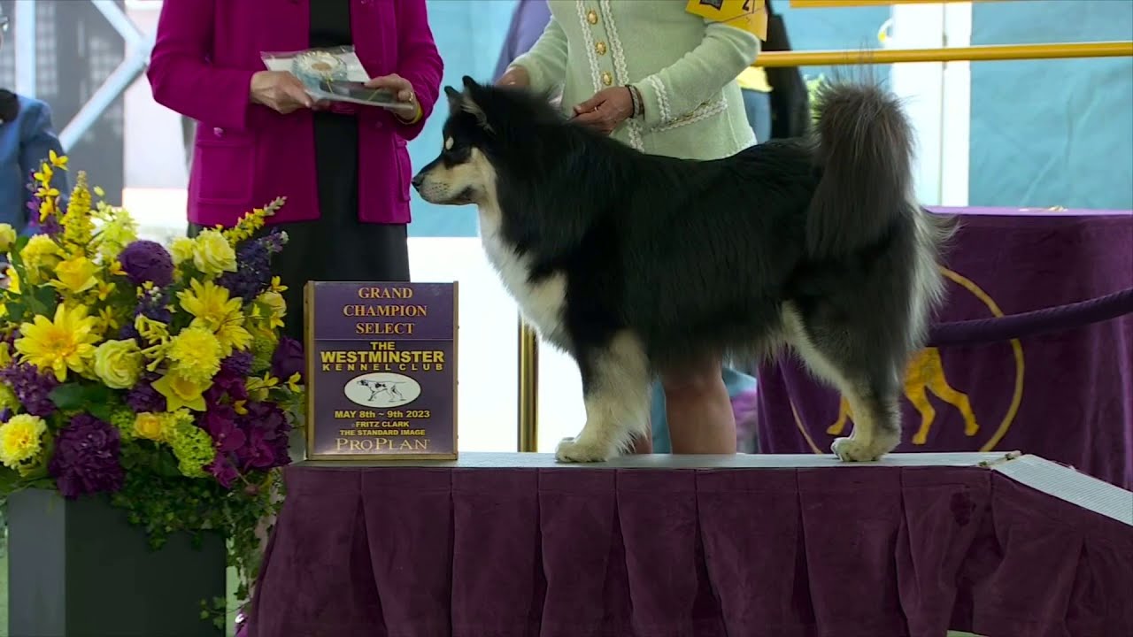 Finnish Lapphunds | Breed Judging 2023