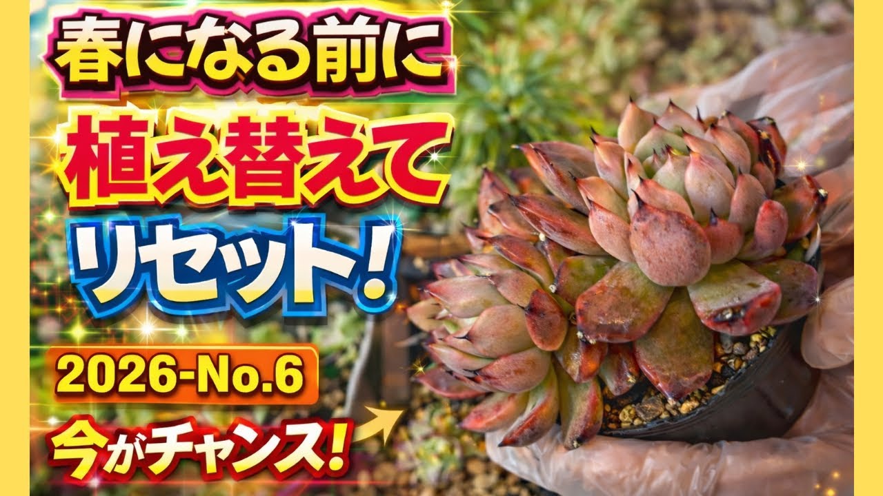 【多肉植物】春の成長期前の植え替え❣️