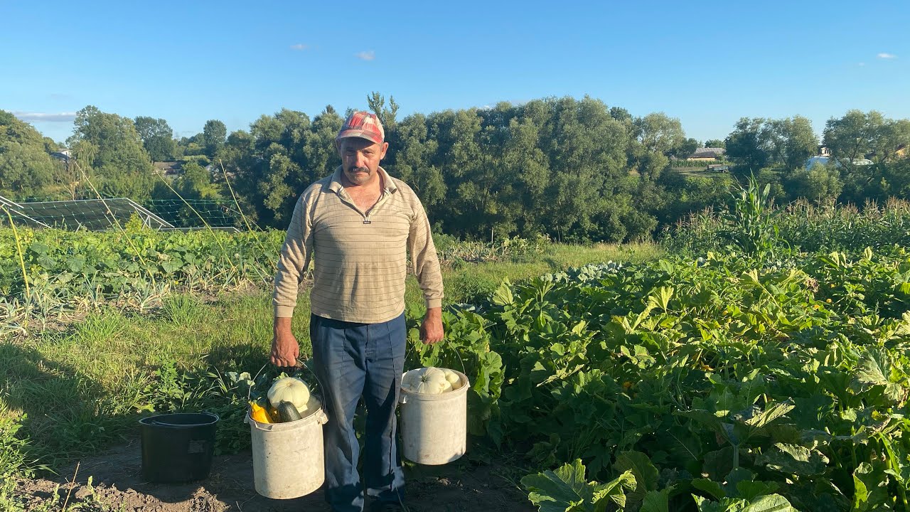 От які  в нас  кабачки !!  СІЛЬСЬКИЙ ГОСПОДАР.