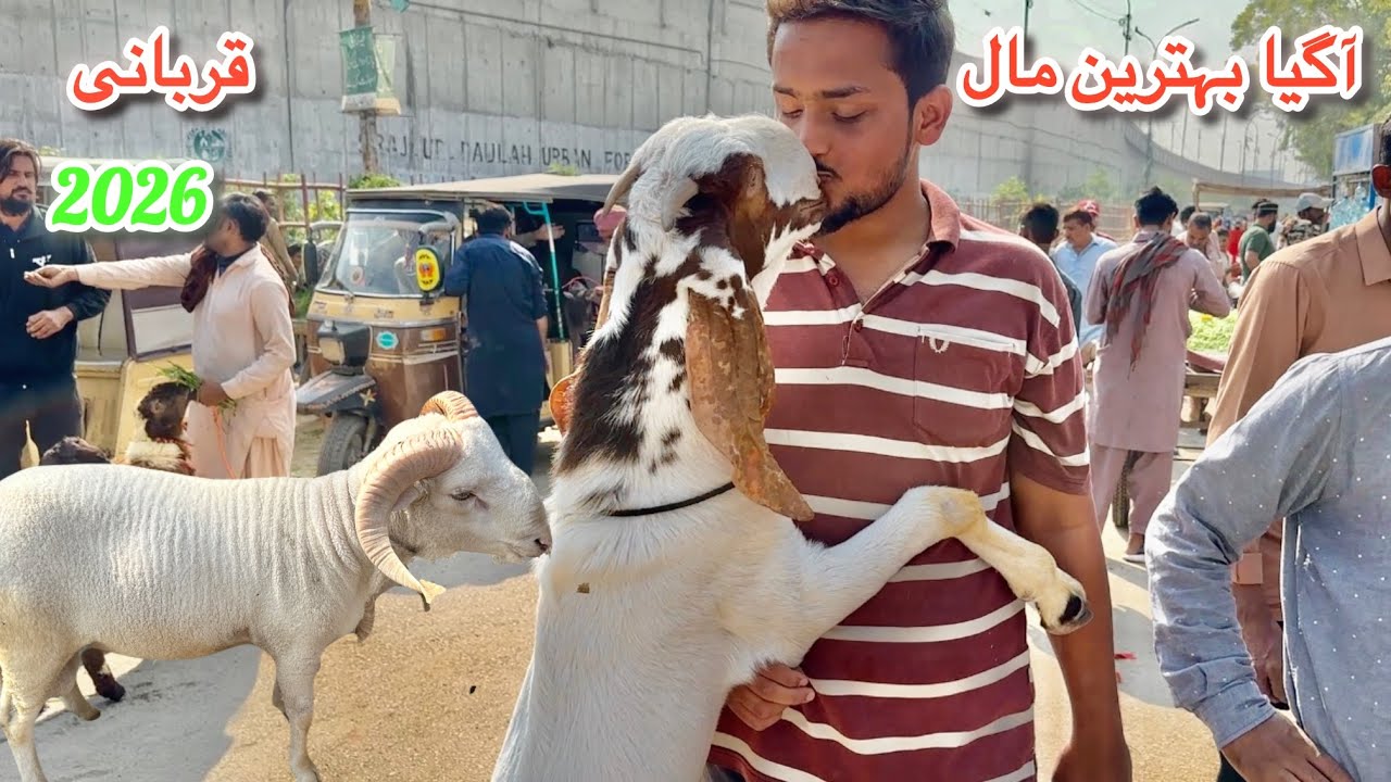 Karachi Bakra Mandi Lalukhet Latest Rates Update 23 November 2025 || Qurbani Season 2026 