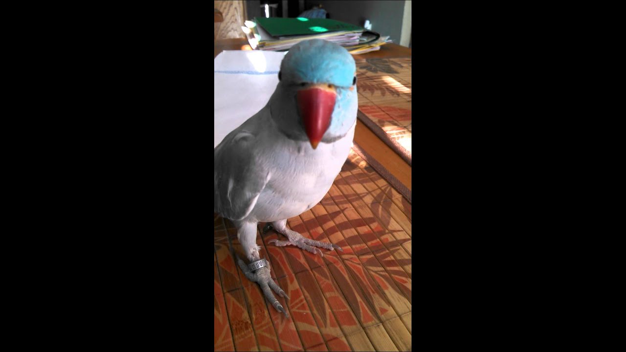 Indian Ringneck Fun Crazy bird (Cisco )
