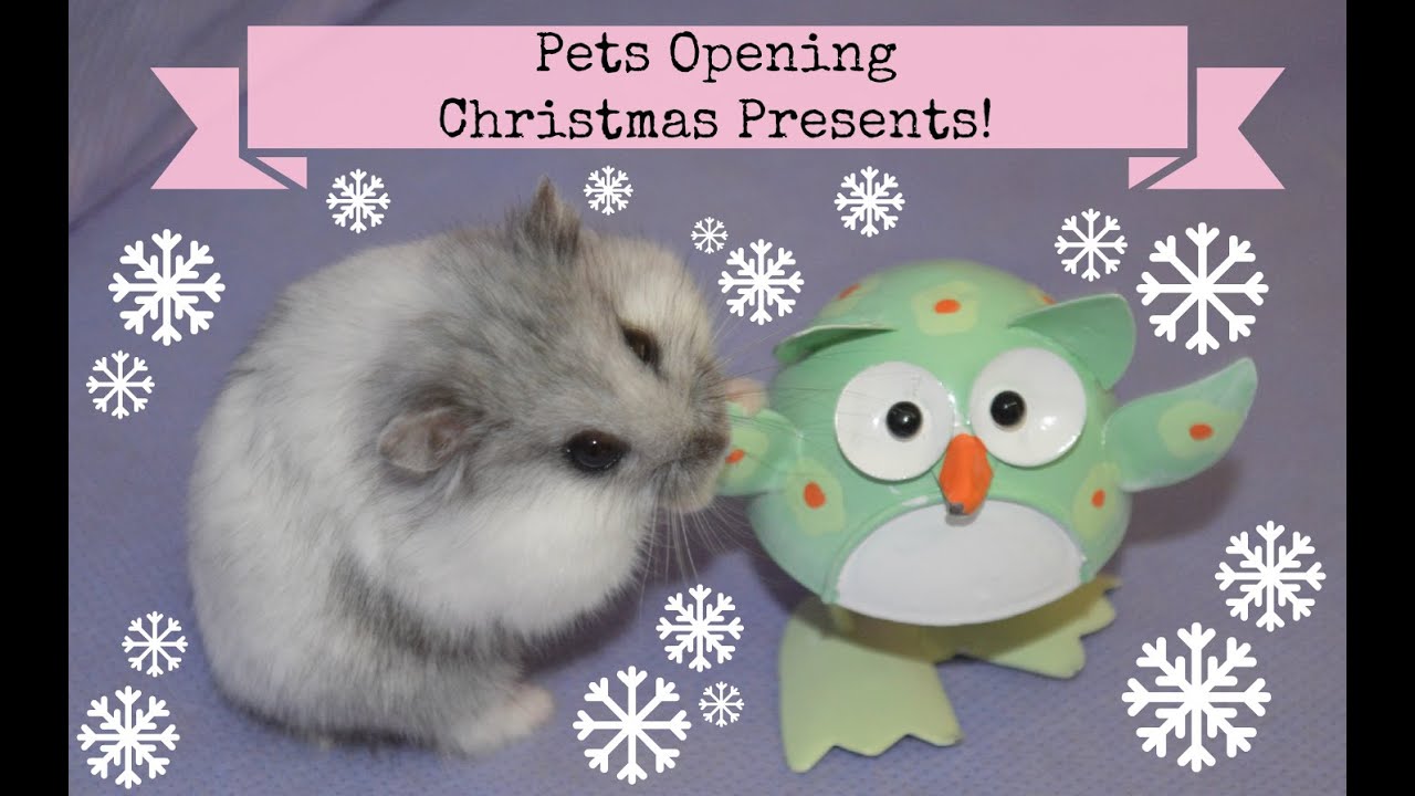 Hamsters Opening Christmas Presents | Festive Furry Fun 2014