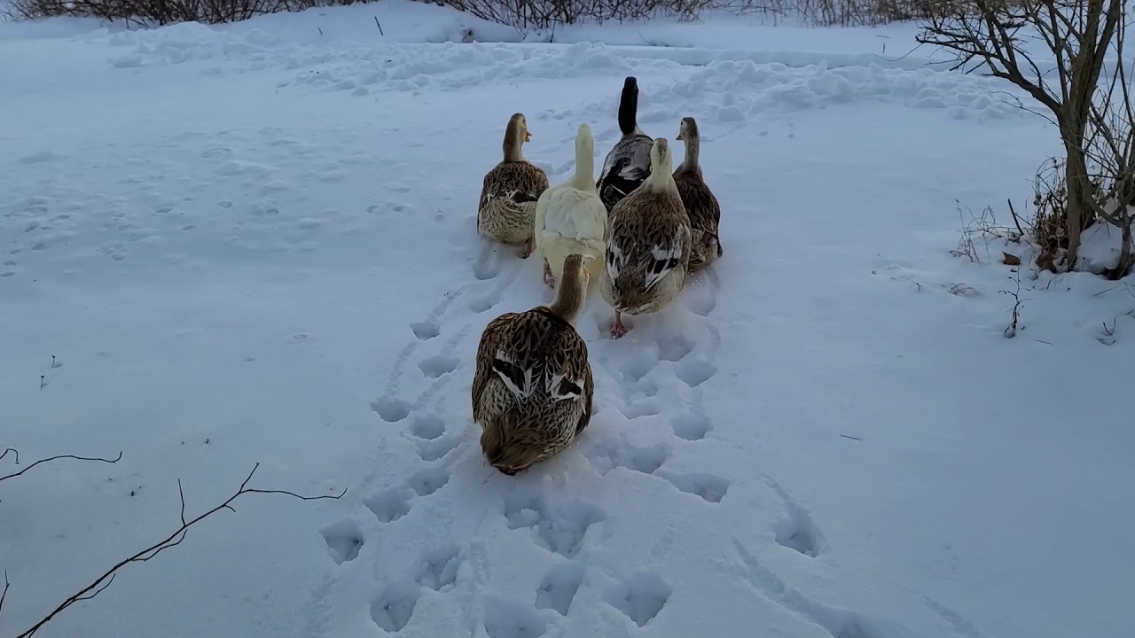 Silver Appleyard Ducks Headed Out for a Swim