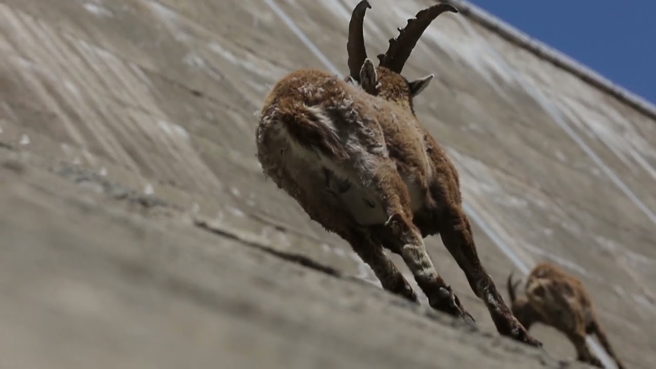 Des bouquetins sur le mur du barrage de Salanfe, Valais