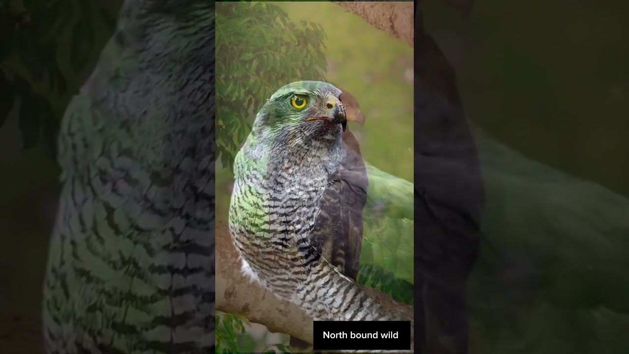 Amazing various eagle 🦅 expression 🙂 #birds #birdfamily #birdlovers