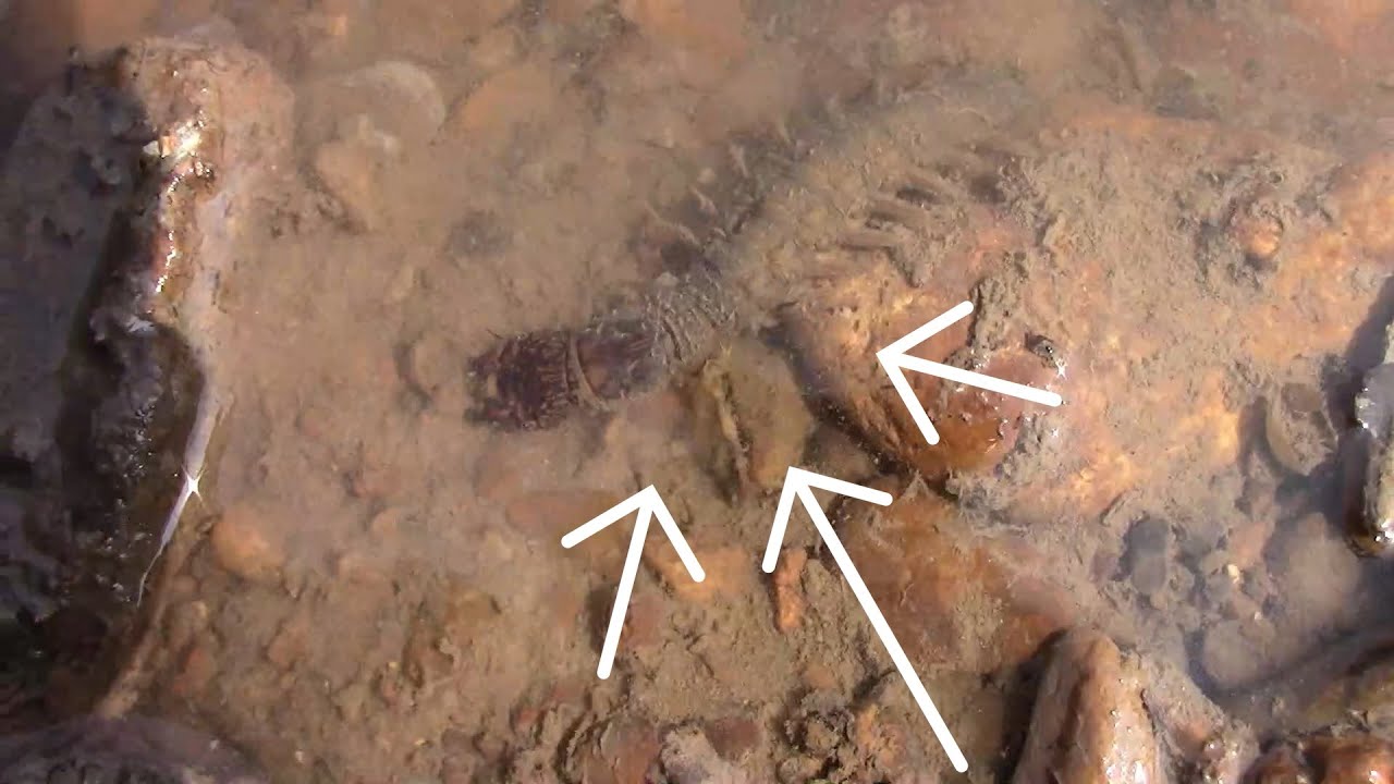 How To Catch Hellgrammites For Fish Bait The Easy Way