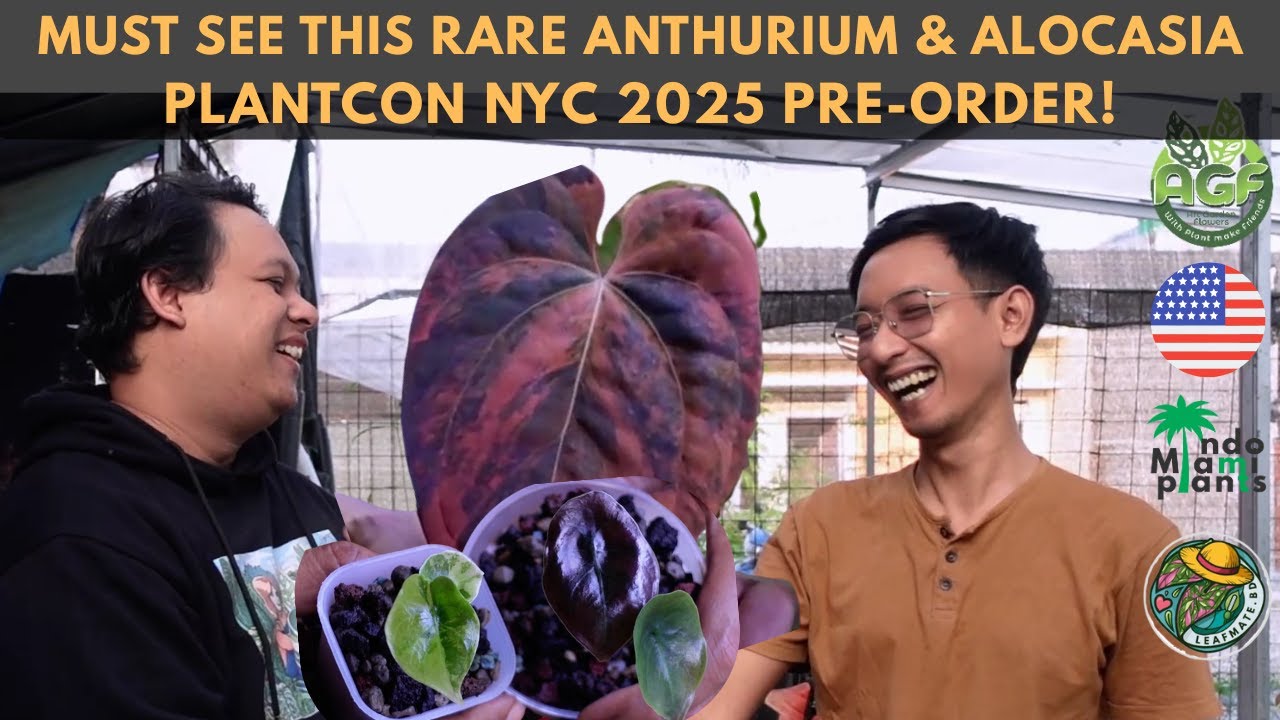 You MUST See This Anthurium & Alocasia Aurea Collection at leafmate.bdg! PlantCon NY Pre-Order!