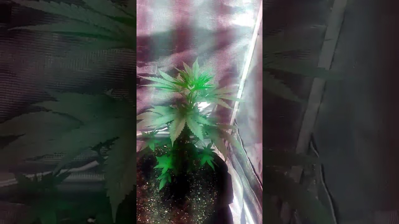 Day 2 G 13 in 5 gallon pots
