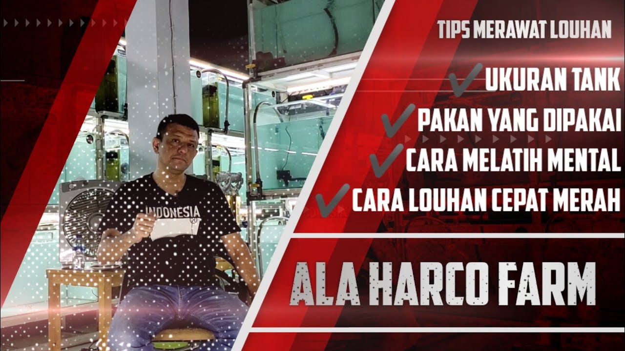 CARA MELATIH MENTAL LOUHAN ALA HARCO FARM | TIPS MERAWAT LOUHAN