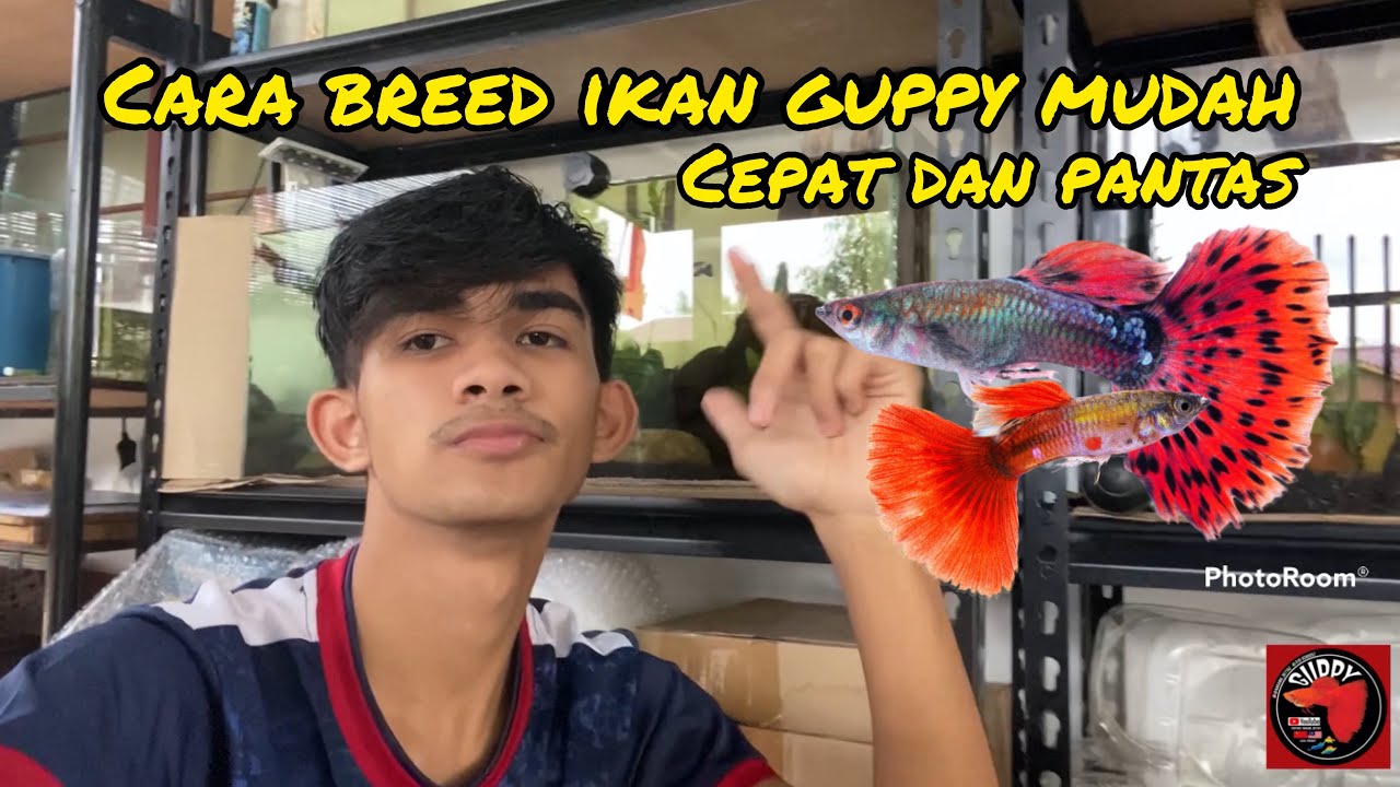 Cara breed ikan guppy (cara 1 ) MALAYSIA