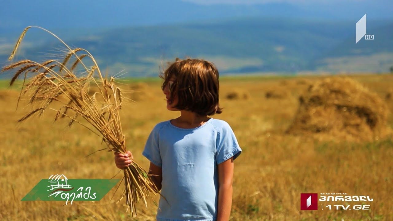 #ფერმა #გაიგემეტი ქართული ხორბლის ისტორია და აღდგენილი ენდემური ჯიშები - პურის ფესტივალი