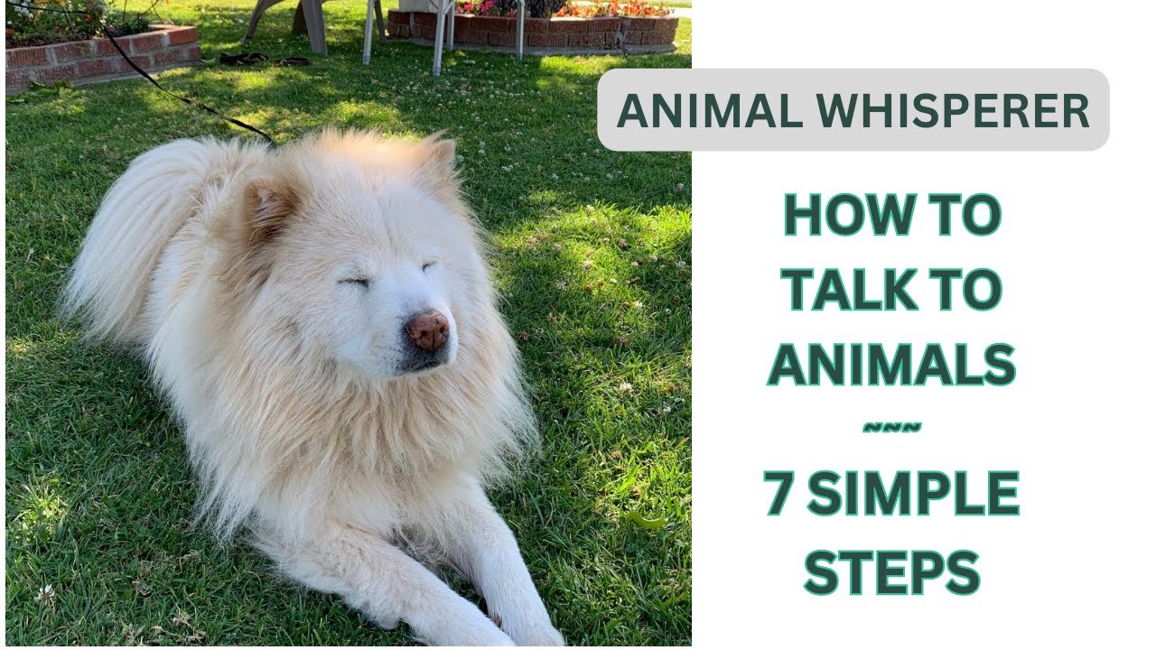 How To Talk to Animals: 7 Simple Steps 