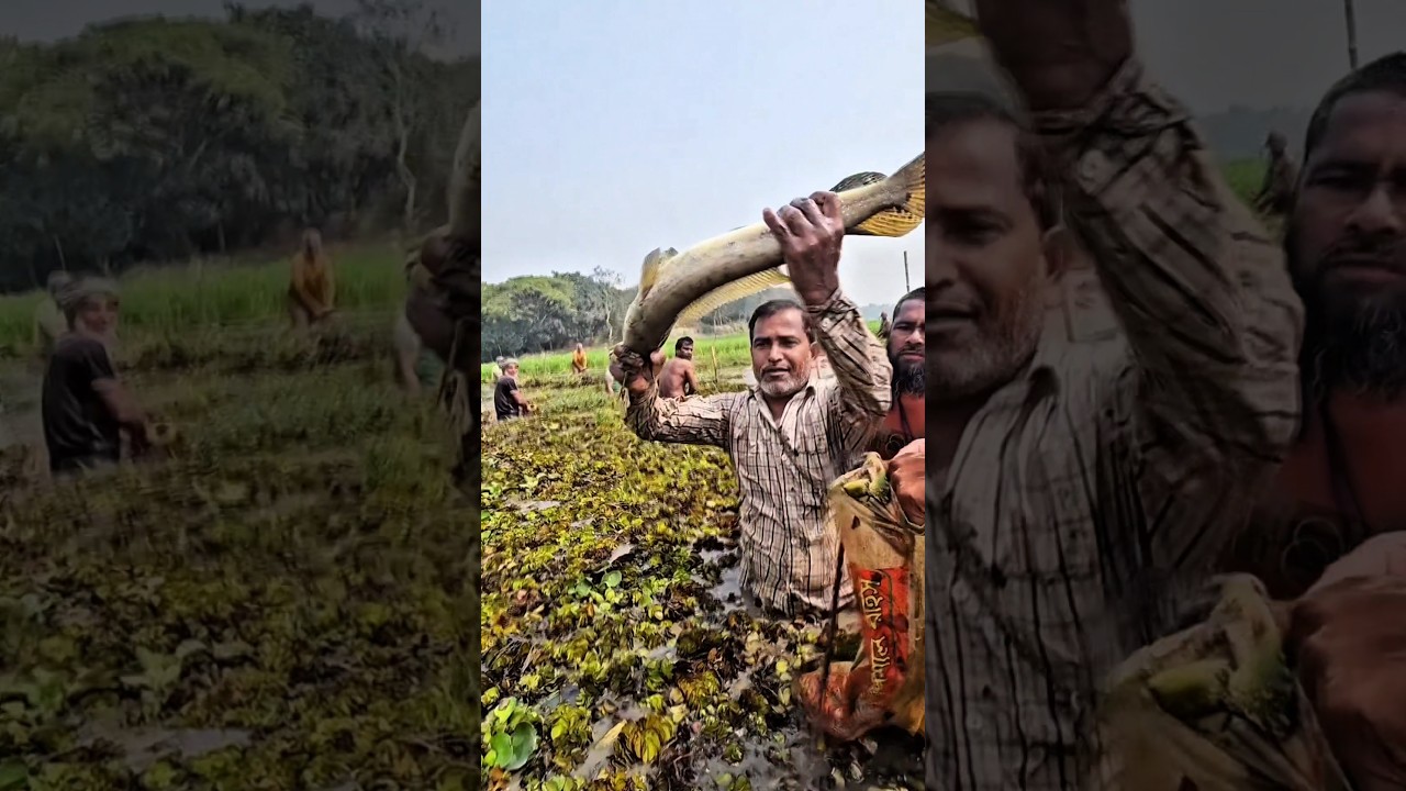 pure survive natural village fishing #shorts @AdiFishman @RAWWFishing @Banglaamar195