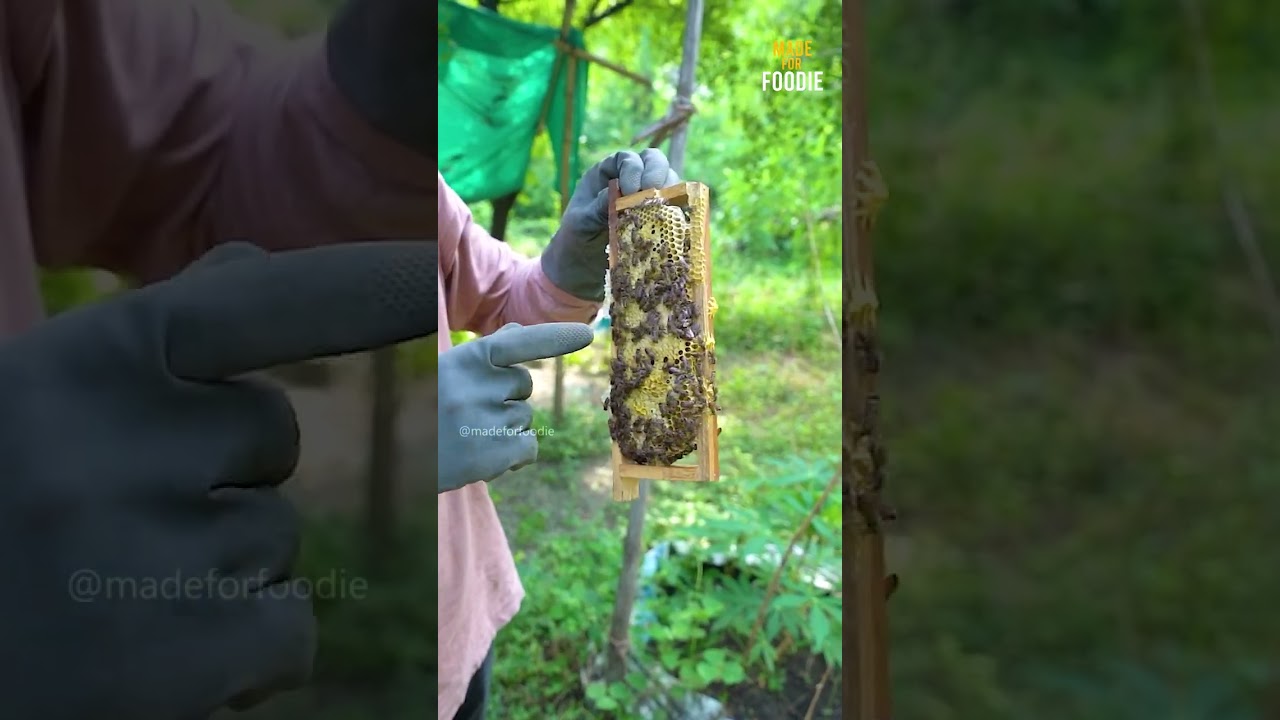India's Honest Honey Bee Farm Selling Pure Honey in Nagpur