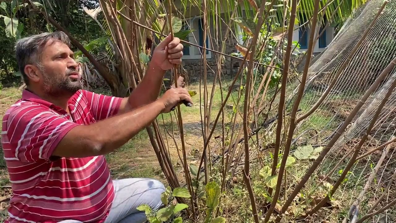 How to Prune Phalsa Tree? // Falsa Growing Care & Tips // How to Induce lot of Flower in Phalsa?