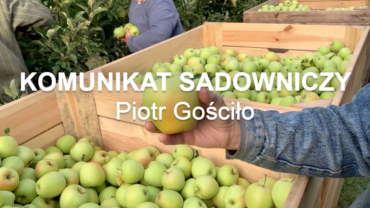 Komunikat sadowniczy #28 Zbiory Golden Delicious - Piotr Gościło