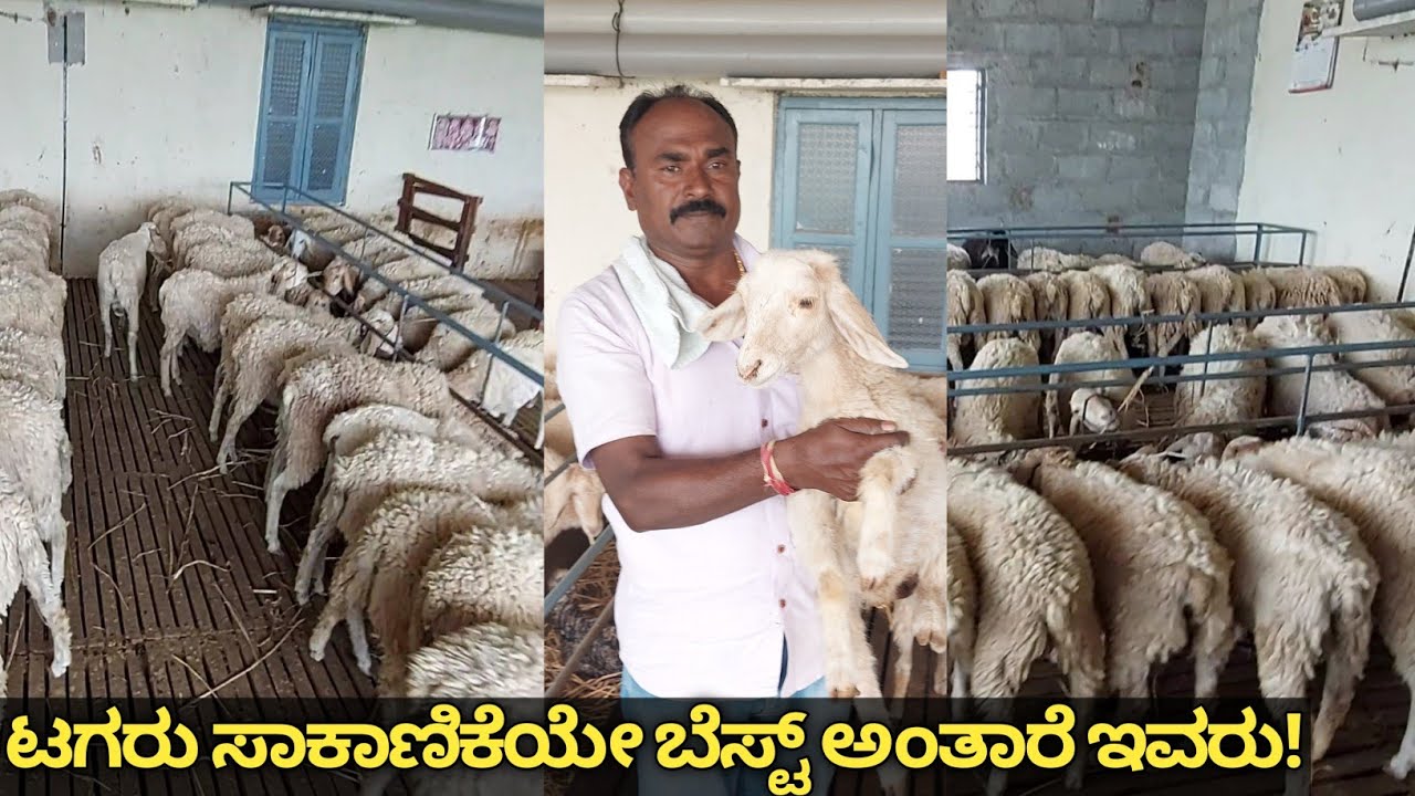 ಟಗರು ಸಾಕಾಣಿಕೆಯಲ್ಲಿ ಯಶಸ್ವಿಯಾಗಿರುವ ಇವರು ಕುರಿ ಹಾಗೂ ಅದರ ಅಭಿವೃದ್ಧಿ ಸ್ವಲ್ಪ ರಿಸ್ಕ್ ಎನ್ನುತ್ತಾರೆ|ಇವರ ಅನುಭವ...