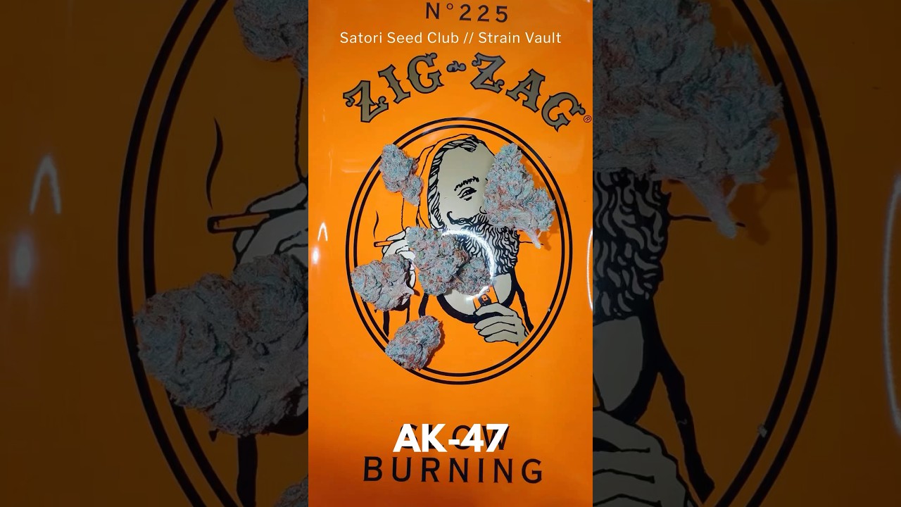 AK-47 &ndash; Strain Vault | Dutch Coffeeshop Era // Serious Seeds (Tested w/ Purpl PRO)