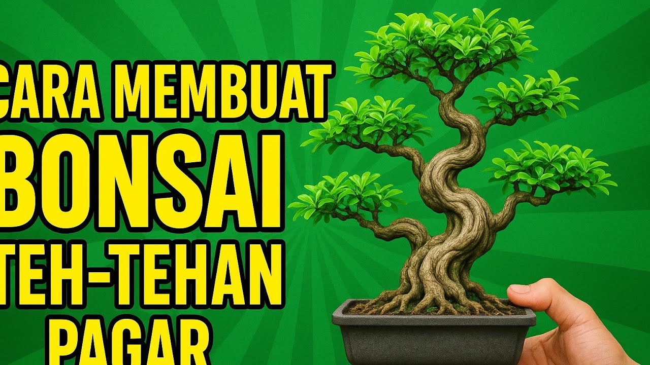 Cara Membuat Bonsai Teh Tehan Pagar 
