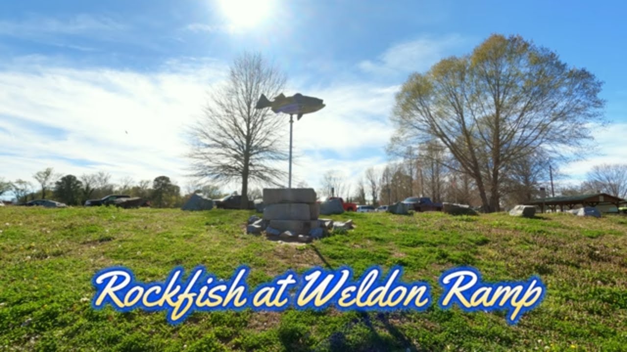 TopWater Stripers, Weldon Boat ramp, Roanoke river Striper fishing. Rockfish Capital of the world.