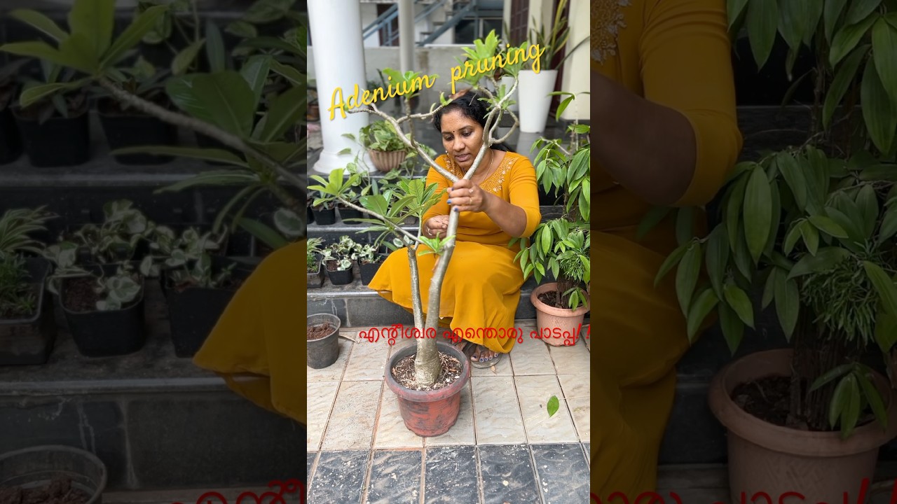 Adenium ഒന്നു prune ചെയ്താലോ 👍👍👍