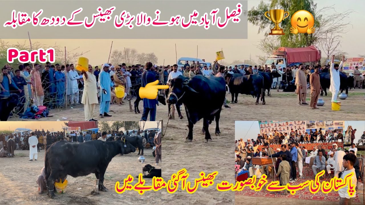 All Punjab Big Buffalo Milk Competition Tournament Final Competition District Faisalabad 253jangher 