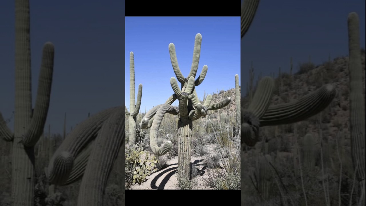 Wonders of Saguaro National Park