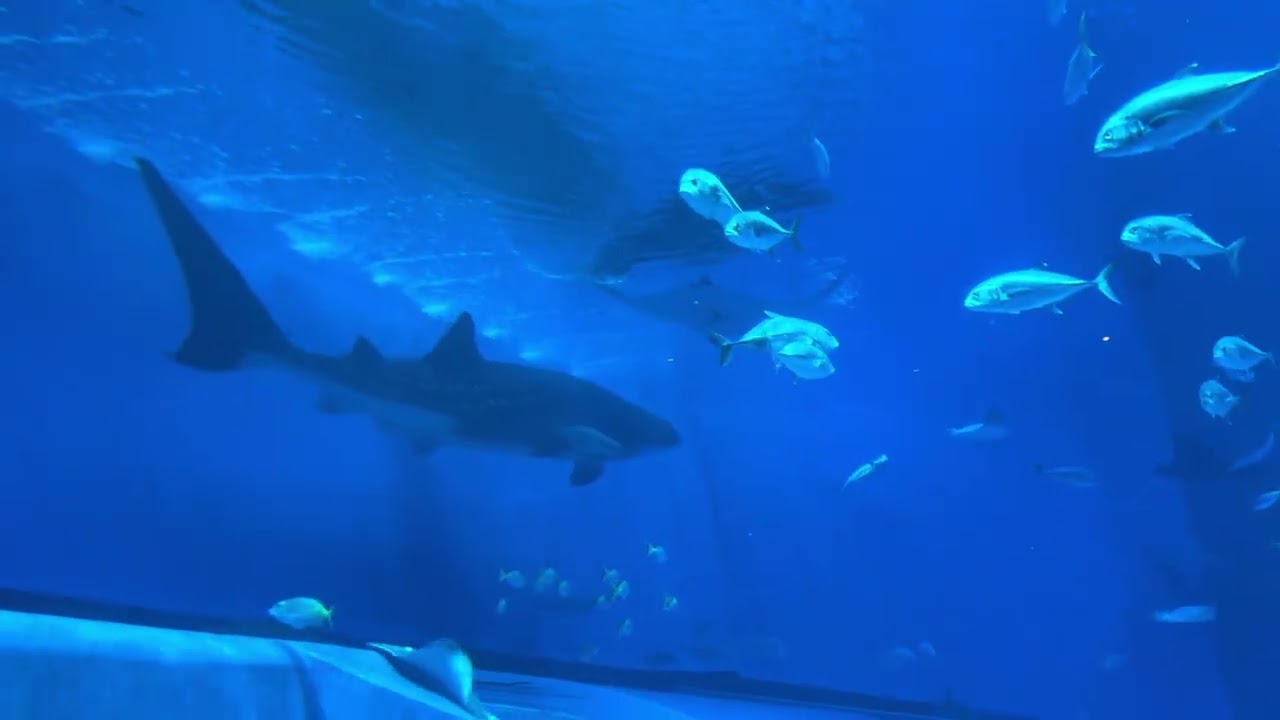 美ら海水族館