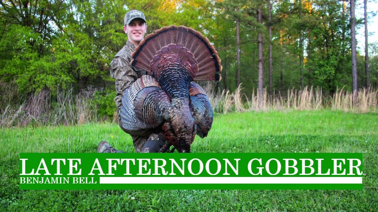 Late Afternoon Mississippi Gobbler