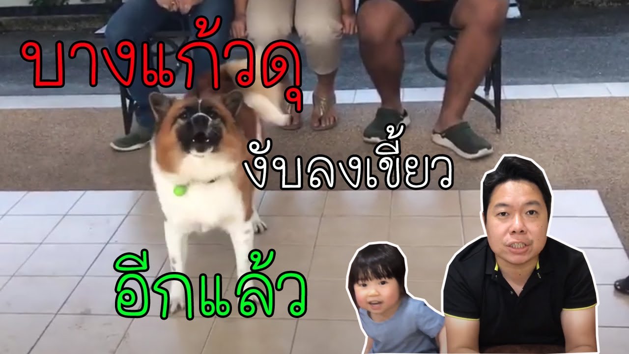 น้องบางแก้วอายุ 9 เดือน  ดุ งับ ลงเขี้ยว