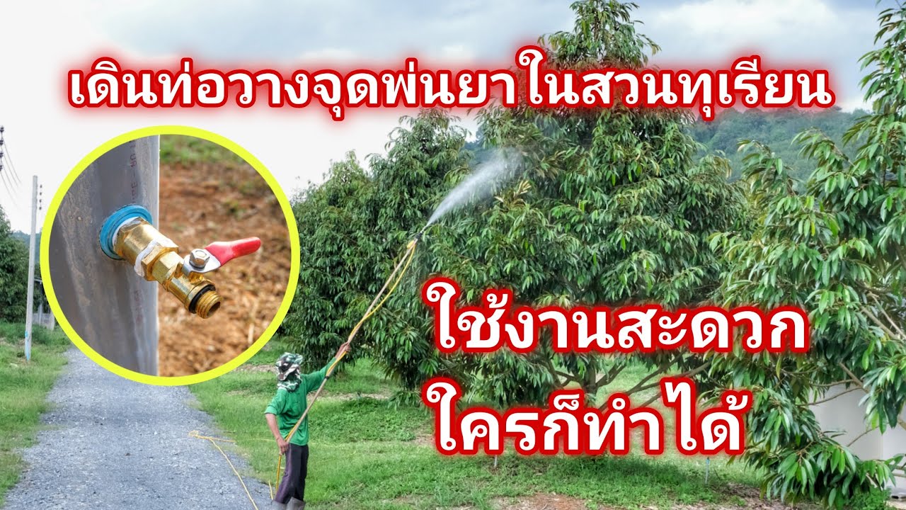 เดินท่อวางจุดพ่นยาในสวนทุเรียน ใช้งานสะดวก ใครๆ ก็ทำได้