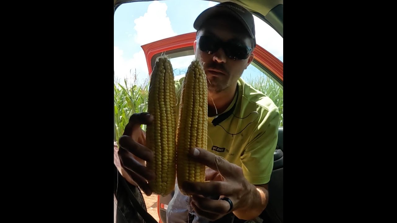 300 Bushel Corn? Estimating corn yields(7/31/2023)