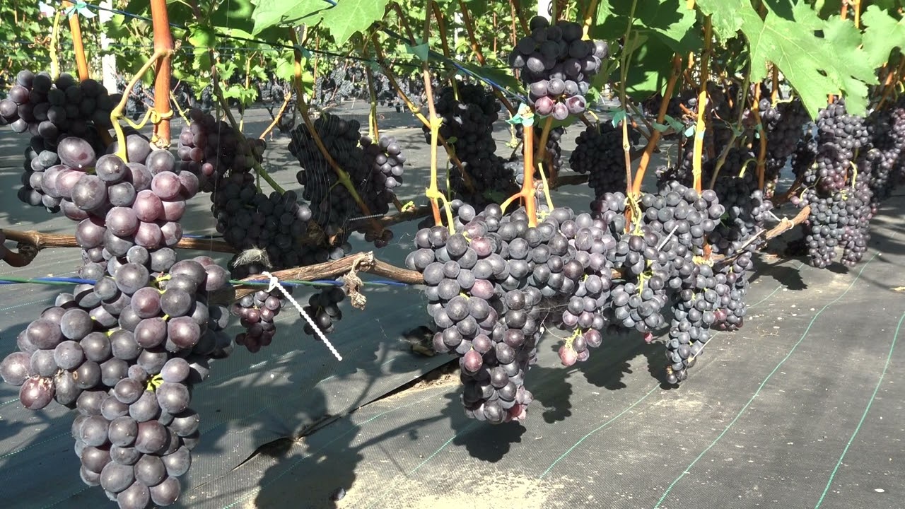 Виноград Отрок Урожайность 2024г.  +/- 40кг. Мах. гроздь 800 гр. На 16.09 Br 22.  Кусту 3й год.