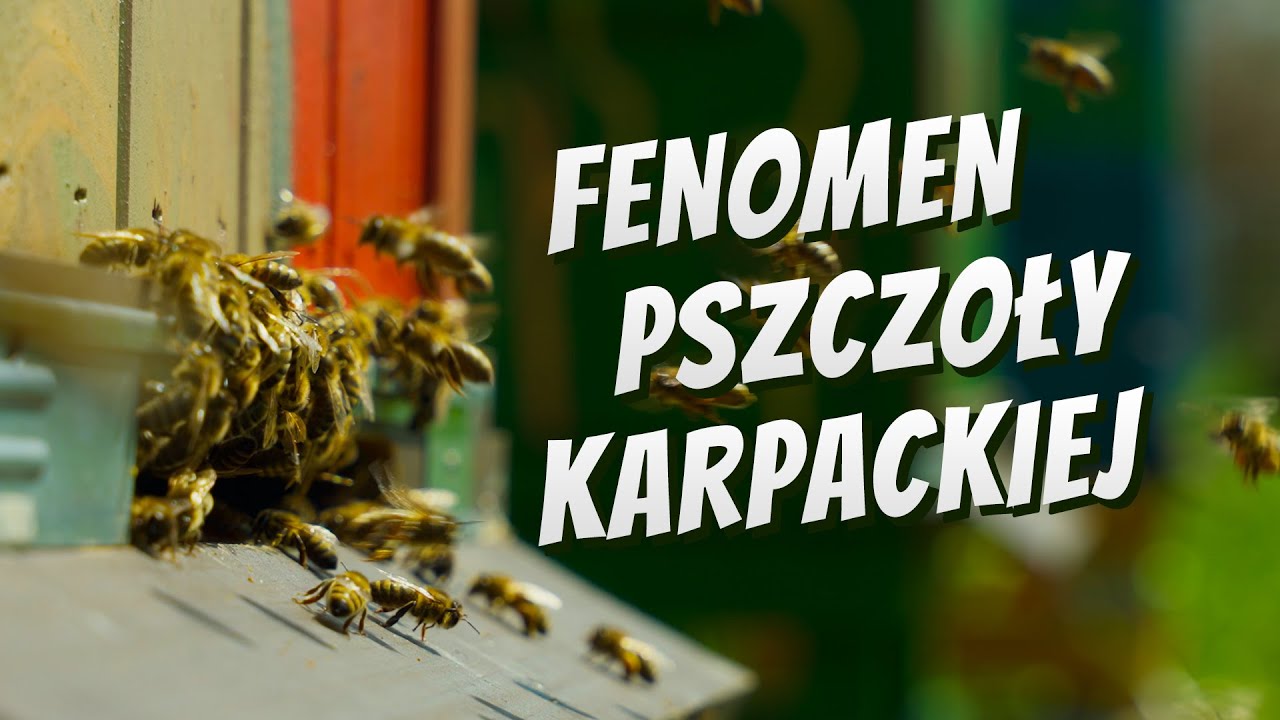 Fascynujący świat PSZCZÓŁ KARPACKICH | Projekt 