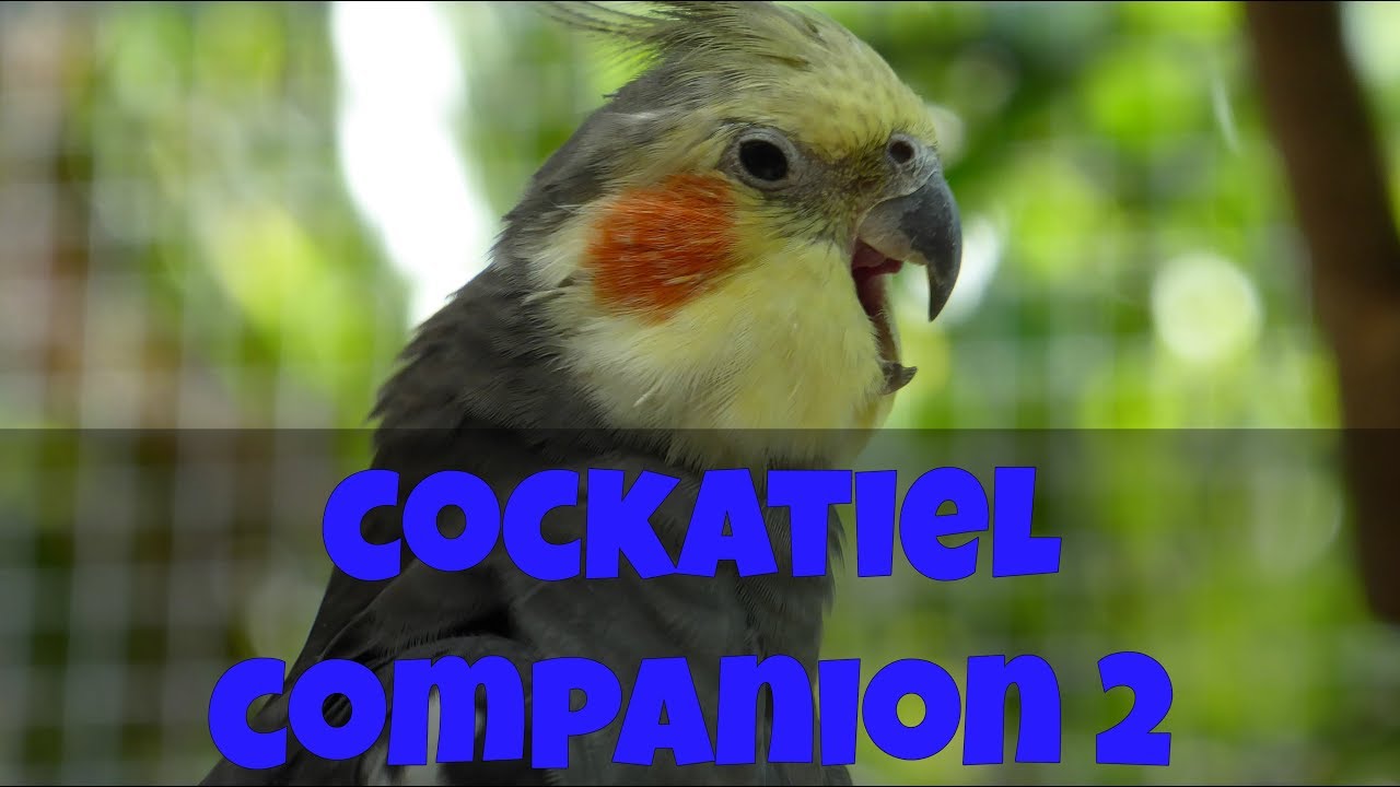 Cockatiel Companion 2 (60 minutes of Cockatiel Sounds for your Pet Cockatiel) #CockatielCompanion