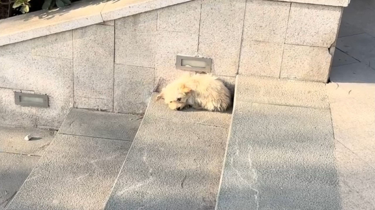 Разлученные на улице, щенки-близнецы воссоединяются в трогательный момент.