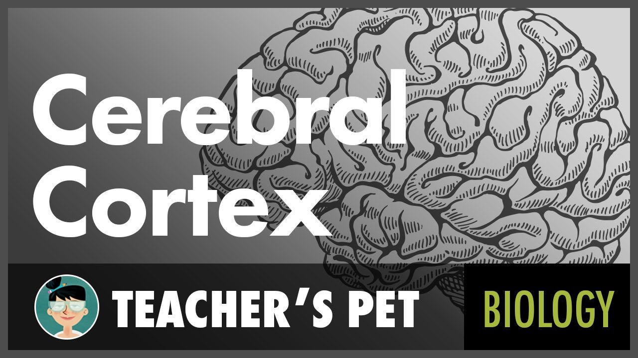 Cerebral Cortex