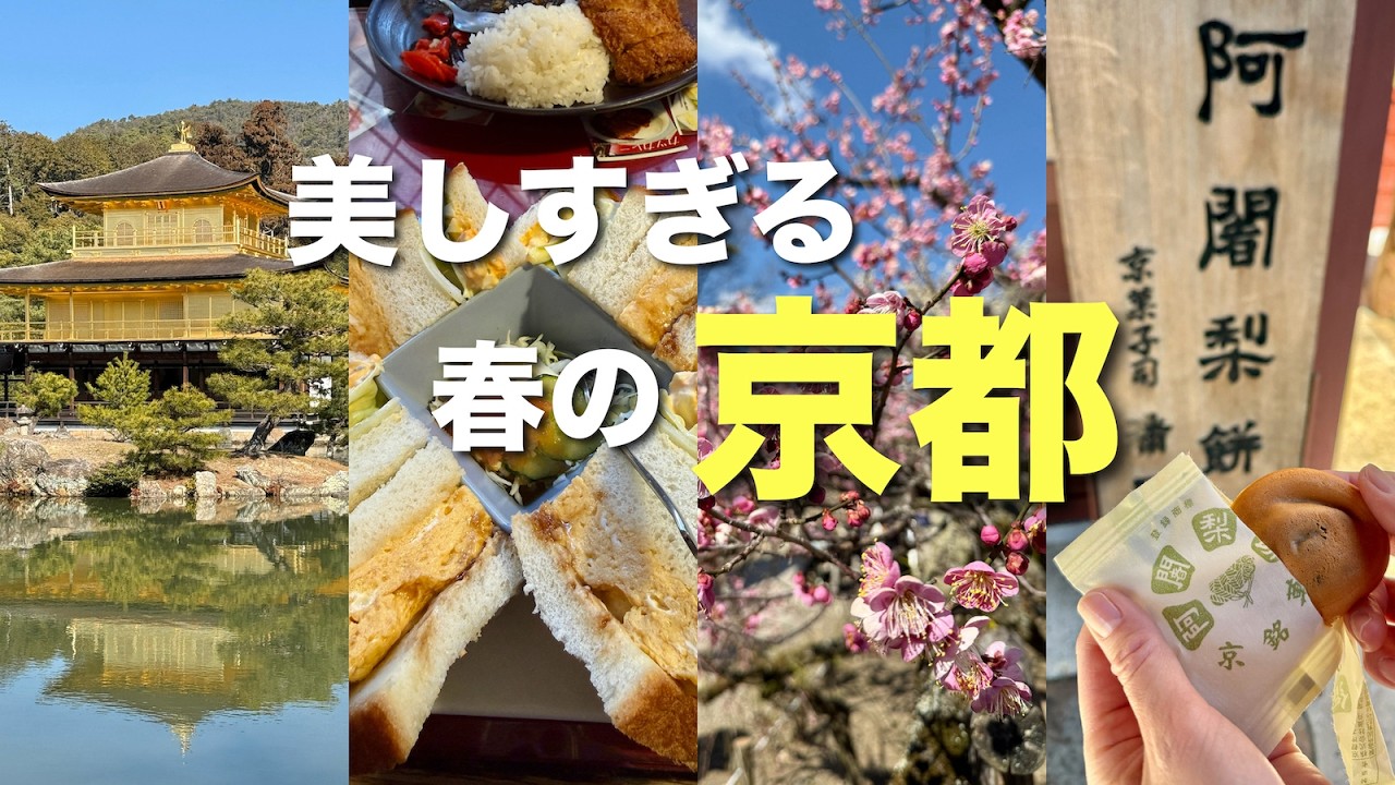 【京都】春の訪れを感じる金閣寺と北野天満宮🌸梅香る古都さんぽ⛩️